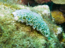 Lettuce Leaf Sea Slug IMG 5532